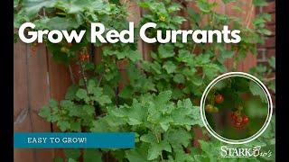 Delicious and Easy to Care for - The Red Currant