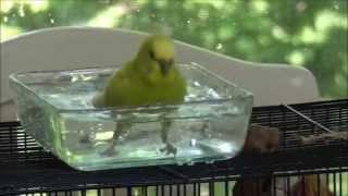 Budgie Taking a Bath.. HD Quality!!