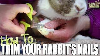 How To Trim a Rabbit's Nails