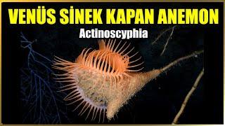Sessiz Avcı: Venüs Sinek Kapan Anemonunun Gizemli Avlanma Teknikleri | Actinoscyphia