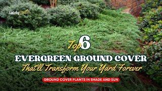 6 Evergreen Ground Cover Plants That'll Transform Your Yard Forever 