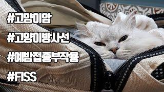 고양이 예방접종 부작용으로 세번째 암 재발.. 방사선은 가능할까? | FISS방사선 치료 (ENG) FourCat냥