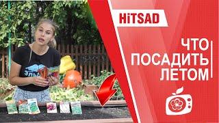 Hitsad TV - Что посадить в середине лета -  советы садоводам