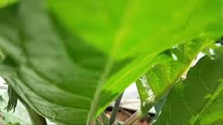a day in my life as a seed major. Adinda Safira XI-APT