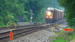 2 Baby Deer Run In Front Of Train! Big CSX Train With Double DPUs! Giant Freight Train + More Trains