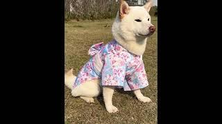 KIMONO FOR PET DOG CAT KIMONO CHO CHÓ MÈO