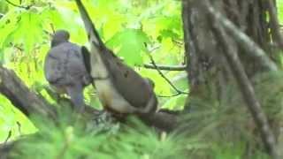 Unique Morning Dove Behavior - Wildlife on a Day Hike - Deranged Survival