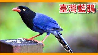 國寶級鳥類「台灣藍鵲」面臨的外來種危機？台灣人公認的「國鳥」其實性情超暴躁！Taiwan Blue Magpie【台灣鳥傳奇】