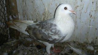 Kabootar Pakra - Pilka kabootar utra chaht pe - Kabootar jaal mai pakra by Gola Pigeons Karachi