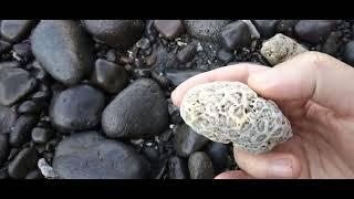 Xmandre find Fossil of the Coral Barriere on Philippines Beach #nasio ️