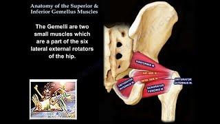 Anatomy Superior & Inferior Gemellus Muscles - Everything You Need To Know - Dr. Nabil Ebraheim