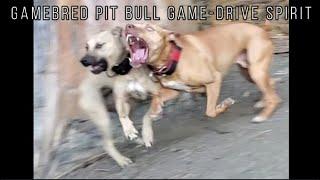 Gamebred Pit Bulls Conditioned by Marine Corps Combat Vet!