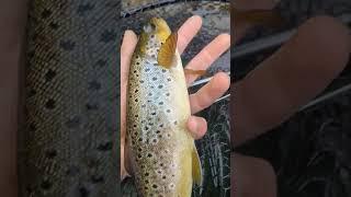 bars of gold in the upper bann #flyfishingadventures #flyfishinglife #flyfishing #RiverBann