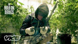 How Super-Strength Weed Dominated the UK | The War on Drugs