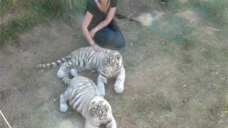 Lynn with White Bengal tigers cubs