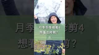 春天想看花，冬季如何修剪（2021月季冬剪4）【天狼说月季】