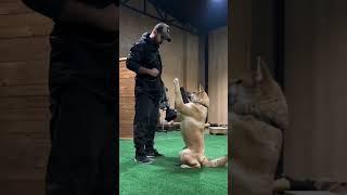 "Watch This Akita Ace Obedience Training!  #AkitaObedienceMastery#PawsomeAkita#TopDogTraining#dog