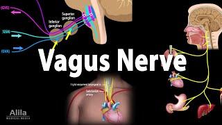 Vagus Nerve - Neuroanatomy and Functions, Animation