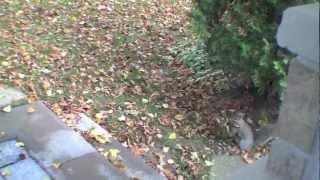 Jason the squirrel helps to clean up yard. (HD)