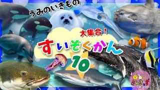 水族館へ行こう！10【子供向け 海のいきものアニメ】サメ イルカ マンボウ シャチなど20種類の人気の海の生き物 お魚さんたちが大集合！【海の生き物図鑑】知育動画