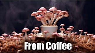 Pink Oyster Mushrooms from Coffee  Time Lapse