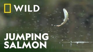 Salmon Spawning in Katmai National Park | Unexplored Americas | National Geographic WILD UK