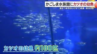 かごしま水族館にカツオの幼魚　鹿児島・南さつま市のいけすで成長 (24/10/22 18:40)