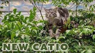 First day in new catio | The life of our Maine Coon cats.