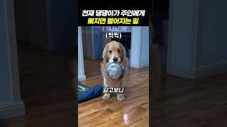 천재 댕댕이가 주인에게 삐지면 벌어지는 일