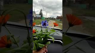 Но что цветочками-то стало?! Продолжение следует...
