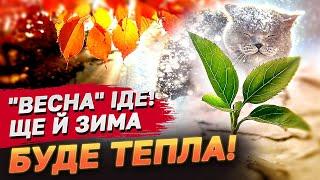 А за вікном "весна"! Аномально тепла осінь! Узимку лютих морозів не буде?!