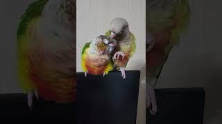 다운이 시원하겠네~사이좋은 앵이들