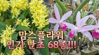 인기 품종들로 준비 했습니다 68종 매력적인 난초 orchid