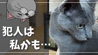 砂かきが激しすぎて部屋中猫砂まみれ【ロシアンブルー】猫