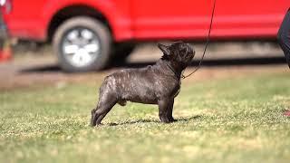 French Bulldog Studs:  AKC CH. iJACKSON MAINE