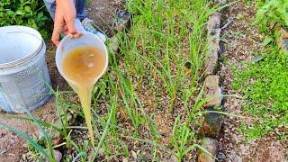 Grow Plants Faster and Stronger! This Simple Hack is the Secret to Success