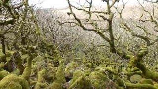 Views of Wistman's Wood, Dartmoor