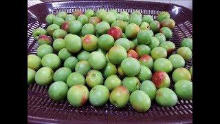 매실청 담그기 / Make Japanese apricot extracts / 매실청 담그는 법