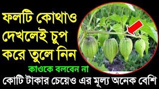 কোটি টাকা দামি এই ফল, এই রসভরি বা ফটকা ফল কোথাও দেখলেই চুপ করে তুলে নিয়ে আসুন ...