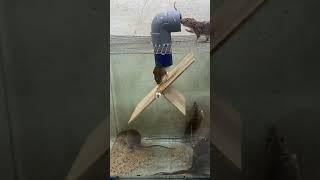 The best mouse trap / DIY mousetrap #mousetrap #mouse #rattrap #rat #shorts #short