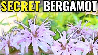 The bee balm NOBODY talks about