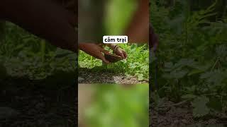 cô gái cắm trại cùng cún cưng #camping #cắmtrại #sinhton #xuhuong #love