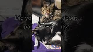 Did you know this about pairbonded cats?  || beaglebitez - cute pet videos