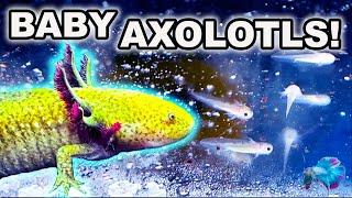 BABY AXOLOTLS HATCH! Care Guide & First Foods Explained