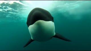 [10 Hours] Orca Killer Whales Chasing - Video & Whalesong [1080HD] SlowTV