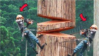 Cutting Down Biggest Tree | Chainsaw Machine Skill | Big Tree Felling Compilation