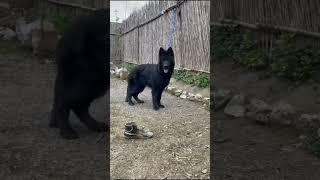 puppy  black German shepherd #karachi #pawsitivetraining #dog #germanshepred