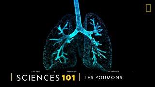 COMPRENDRE : les poumons