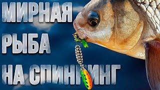 Мирная рыба на спиннинг.