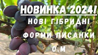 Нові гібридні форми Писанки О.М 2024